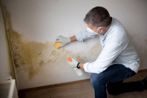Best Commercial Mold Inspection  in Dadeville, AL